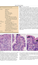 Atlas Of Allergic Diseases P4 1000X1294