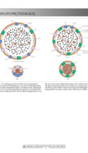 Atlas Of Atherosclerosis P7 694X852